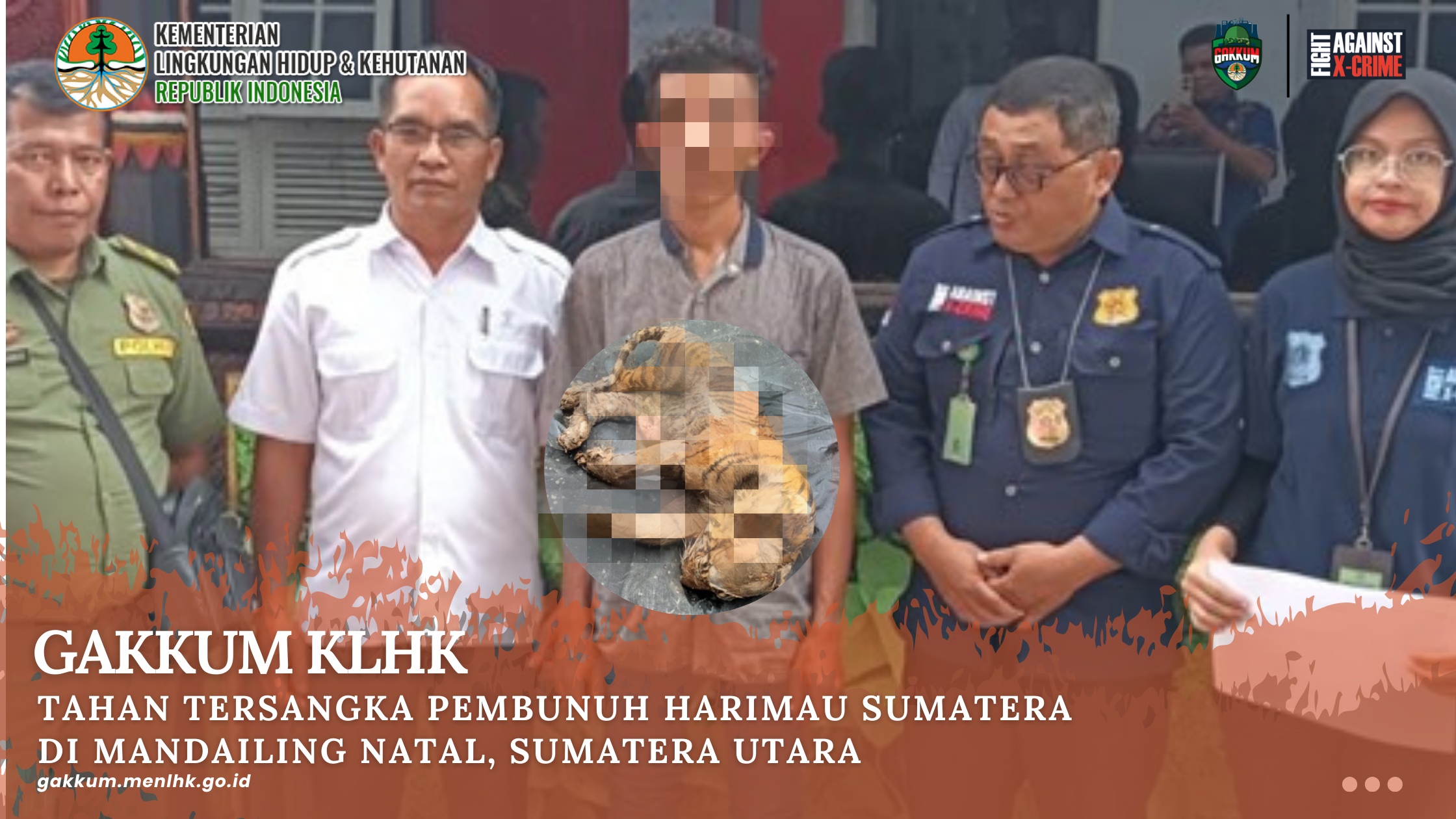 GAKKUM KLHK TAHAN TERSANGKA PEMBUNUH HARIMAU SUMATERA DI MANDAILING NATAL, SUMATERA UTARA