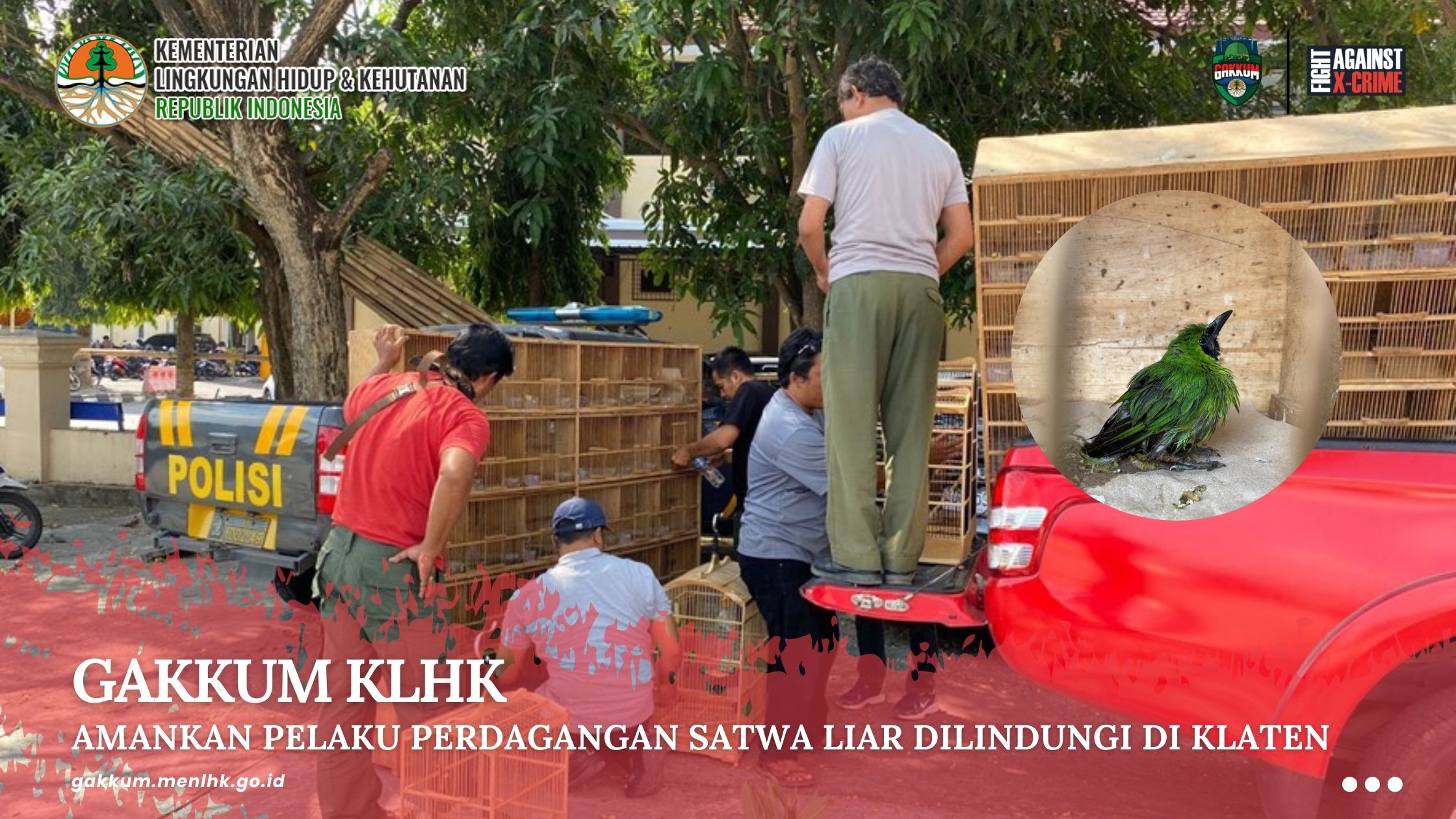 GAKKUM KLHK AMANKAN PELAKU PERDAGANGAN SATWA LIAR DILINDUNGI DI KLATEN